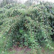 Саженец Актинидия аргута мужская в контейнере